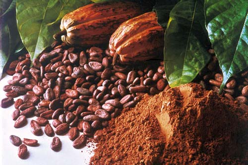 Çikolatanın Geleceği Kakao Üretimi Neden Risk Altında?